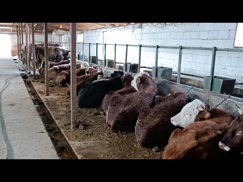 Видео: Как устроена система поилки, размеры. Откорм быков. fattening bulls.