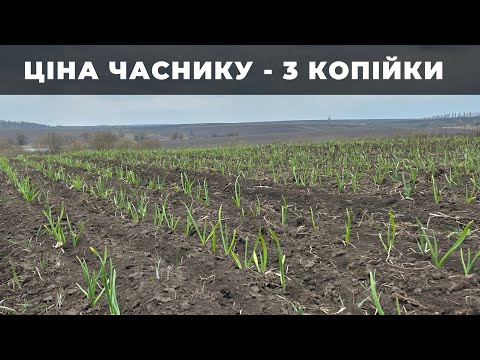Видео: ЯКА БУДЕ ЦІНА НА ЧАСНИК 2025? Огляд стану часнику. Технологія вирощування часнику 2025.