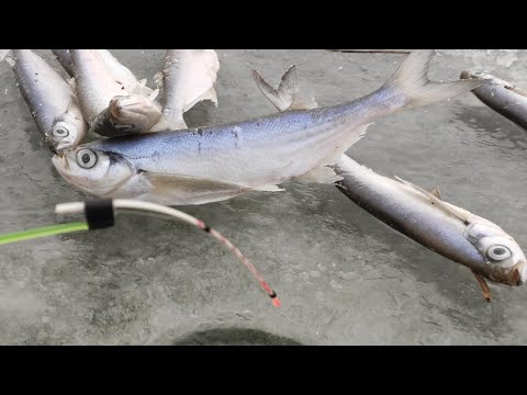 Видео: ЗИМНЯЯ РЫБАЛКА НА УДОЧКИ - ЛОВЛЯ ЧЕХОНИ ЗИМОЙ СО ЛЬДА