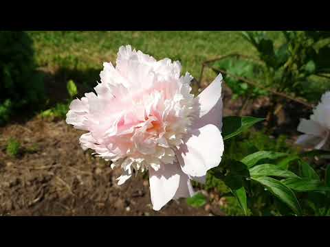 Видео: 31 мая 2025 г.