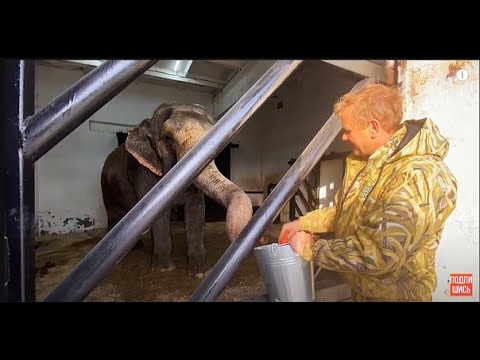 Видео: В Тайган приехали слоны! Я так долго об этом МЕЧТАЛ!