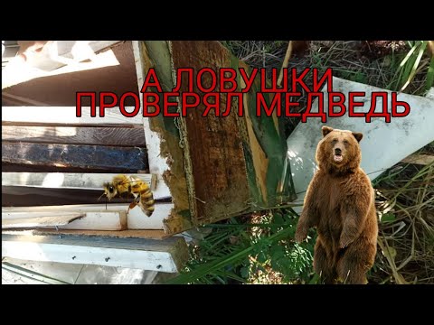 Видео: Поехал проверять ловушки на бродячие рои