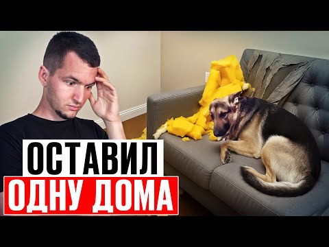 Видео: Научить собаку оставаться дома легко | ПОШАГОВЫЙ гайд