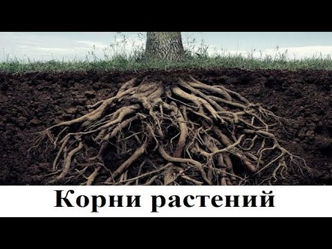 Видео: Зри в корень растения. Оказывается, корни растений могут жить отдельно сами по себе!