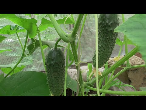 Видео: Куриный помет, как удобрение. Что нужно знать?