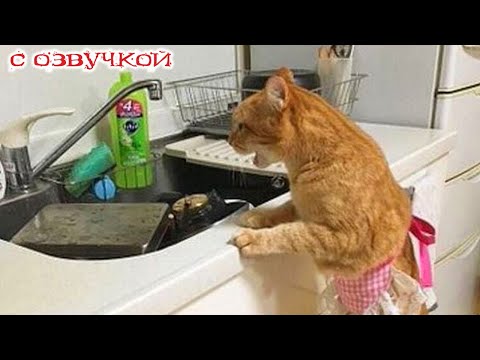 Видео: Приколы с котами! С ОЗВУЧКОЙ! - УГАРНЫЕ! СМЕШНЫЕ КОШКИ И СОБАКИ! Самые смешные животные - ДО СЛЕЗ!