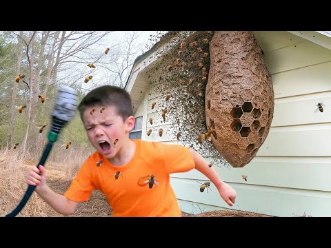 Видео: Вот Почему Нельзя Трогать Пчелиное Логово
