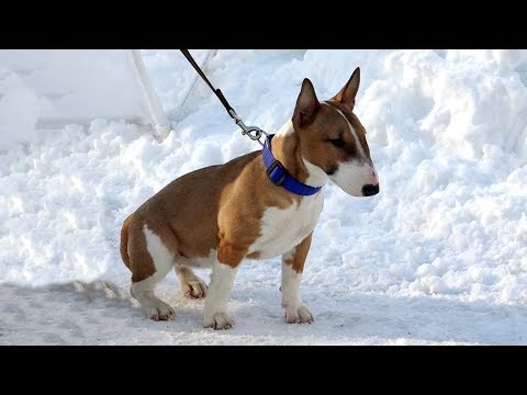 Видео: ДТ-49. Знакомьтесь, мини бультерьер Плюша.