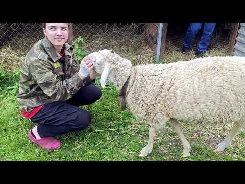 Видео: СОКРАЩАЕМ СТАДО ЛАКОН