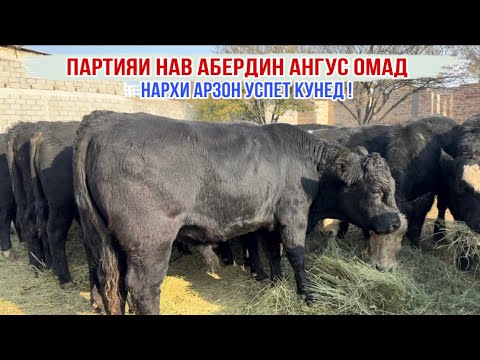 Видео: ПАРТИЯИ НАВ АБЕРДИН АНГУС ОМАД 13 ноября 2025 г.