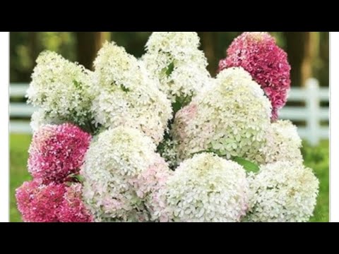 Видео: Внимание!!!  Гортензии выходят на парад!!!Ватсап 9611841970