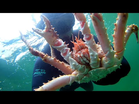 Видео: Рыбалка на Кольском полуострове. Часть 2-я. Камчатский краб, подводная охота.