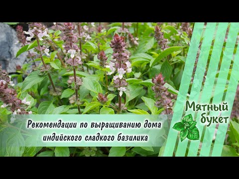 Видео: Рекомендации по выращиванию Индийского сладкого базилика
