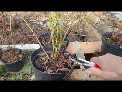 Видео: Лохина, обрізка дворічного саджанця