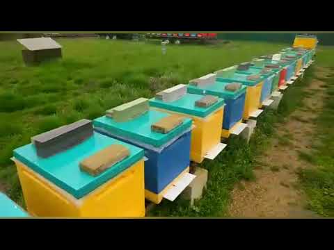 Видео: Всё о Пыльце #пчеловодство#пасека#пчёлы#Малыхин#Миленин#изоляцияматок#изолятор#весна#Гопка#пыльца.