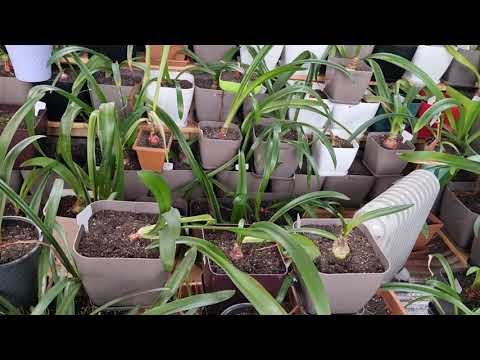 Видео: почему мало листьев на гиппеаструмах? так зима же.