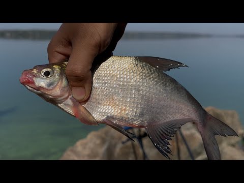 Видео: Рыбалка на Днепре. Ловим леща. 