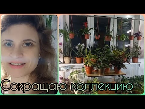 Видео: И все-таки я их отдаю🌱Сокращение коллекции растений🌸Мои взрослые растения🌱Ожидаю большую посылку🌱