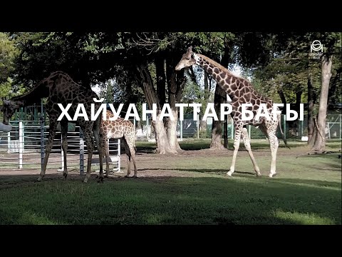 Видео: Алматы хайуанаттар бағы
