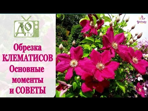 Видео: ОБРЕЗКА КЛЕМАТИСОВ. Основные моменты и СОВЕТЫ. Что ВАЖНО знать!