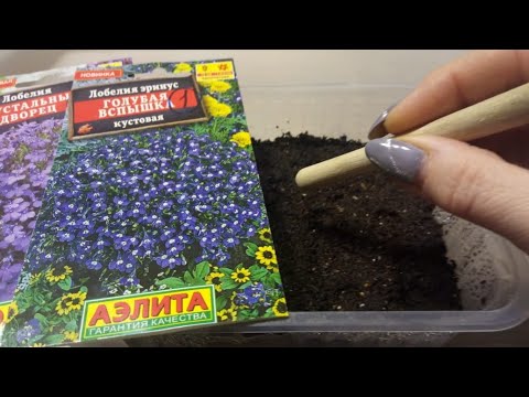 Видео: Теперь сею Лобелию только так!!! Самый лучший и эффективный способ!