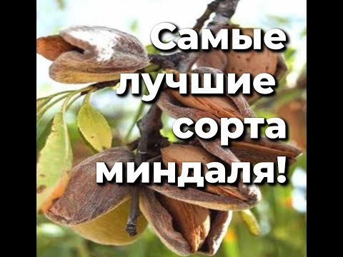 Видео: Самые лучшие сорта миндаля!