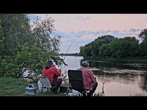 Видео: Трофейные Лещи под Кустом! Днепр Радует Шикарной Рыбой! Рыбалка с Ночевкой на Днепре. Лещ на Фидер.