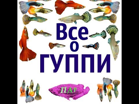 Видео: Все о рыбках ГУППИ (Poecilia reticulata).