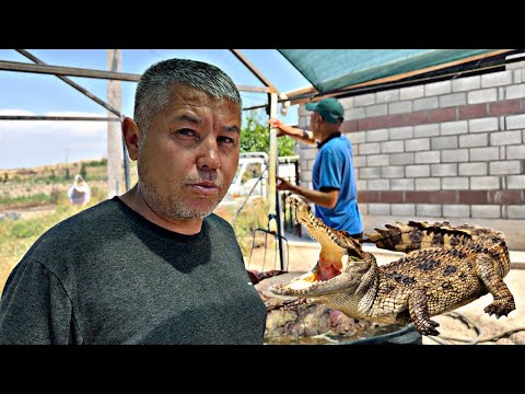 Видео: Рустам Ака 3 крокодил сойду 🐊