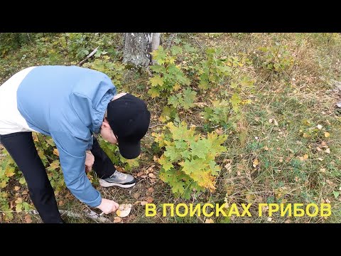 Видео: В лесу