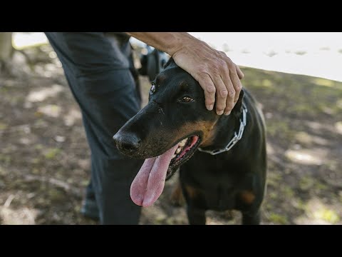Видео: Как стареет Доберман? Почему идеальный охранник живет так мало лет?