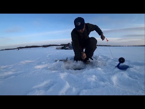 Видео: ВЕСЕЛУХА НАЧАЛАСЬ, таскаем ПЕРВЫХ СИГОВ и ЩУК! Якутия Yakutia