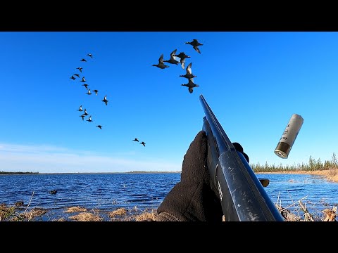 Видео: ОХОТА НА ТУРПАНА. HUNTING FOR VELVET SCOTER IN SIBERIA