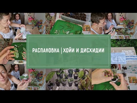 Видео: РАСПАКОВКА! Новые хойи и дисхидии