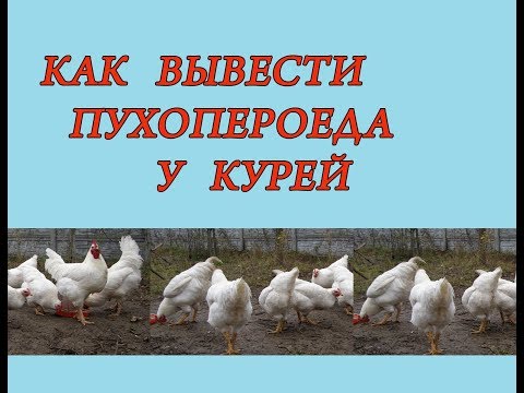 Видео: Как вывести вшей и пухопероедов у кур  Паразиты у кур