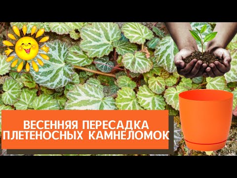 Видео: Мои  три плетеносные камнеломки-красотки  пережили зиму и пересажены в свежий грунт и новые горшки
