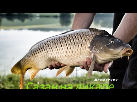 Видео: САЗАН НА ДИКАРЕ/ ДИМИТРОВСКОЕ ВДХР/