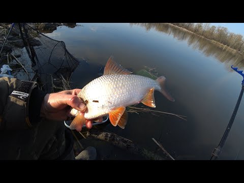 Видео: Плотва и густера на Десне. Фидер на вечерней зорьке