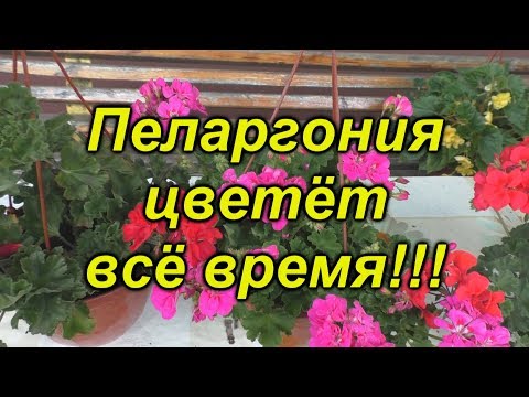 Видео: Пеларгония цветёт постоянно- что для этого нужно сделать.