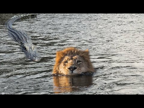 Видео: ЛЕВ Не Заметил КРОКОДИЛА. Вот Что Было Дальше...