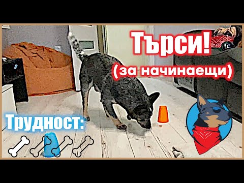 Видео: Как да научим кучето да търси? (храна)