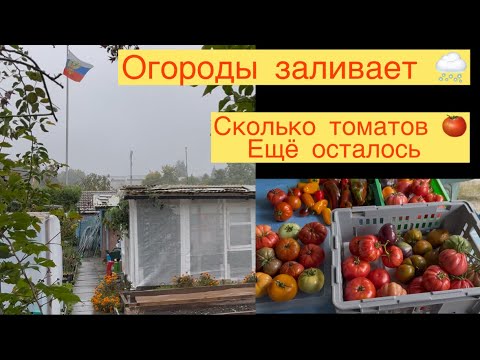 Видео: ОГОРОДЫ ЗАЛИВАЕТ 🌨️👩‍🌾СКОЛЬКО ТОМАТОВ ОСТАЛОСЬ 🍅👩‍🌾 ДЕНЬ РОЖДЕНИЯ 🥳 ПАСКАЛЯ 🎂