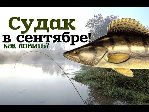 Видео: Уроки рыбалки на судака в сентябре!