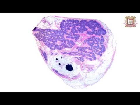 Видео: Гистологическое строение органов эндокринной системы. Учебный фильм.
