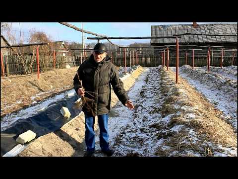 Видео: Глубина посадки, саженцев винограда.  Часть 1.
