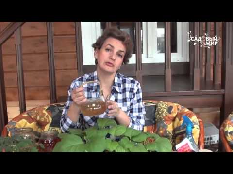 Видео: Чем подкормить баклажаны  Натуральные подкормки для рассады