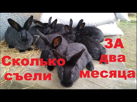 Видео: КРОЛИКИ проедают ваши деньги. Разведение КРОЛИКОВ на мясо