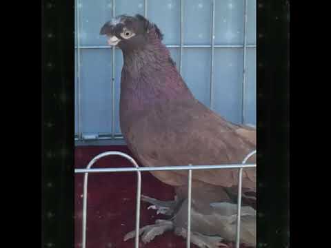 Видео: Голуби Красные  (Руяны)3