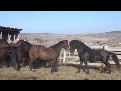 Видео: Жеребца Акелу выпустили в косяк молодых кобыл