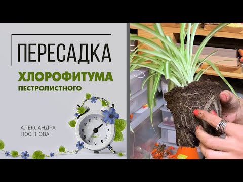 Видео: Пересадка хлорофитума. Хлорофитум пестролистный | На что обратить внимание при пересадке растения.